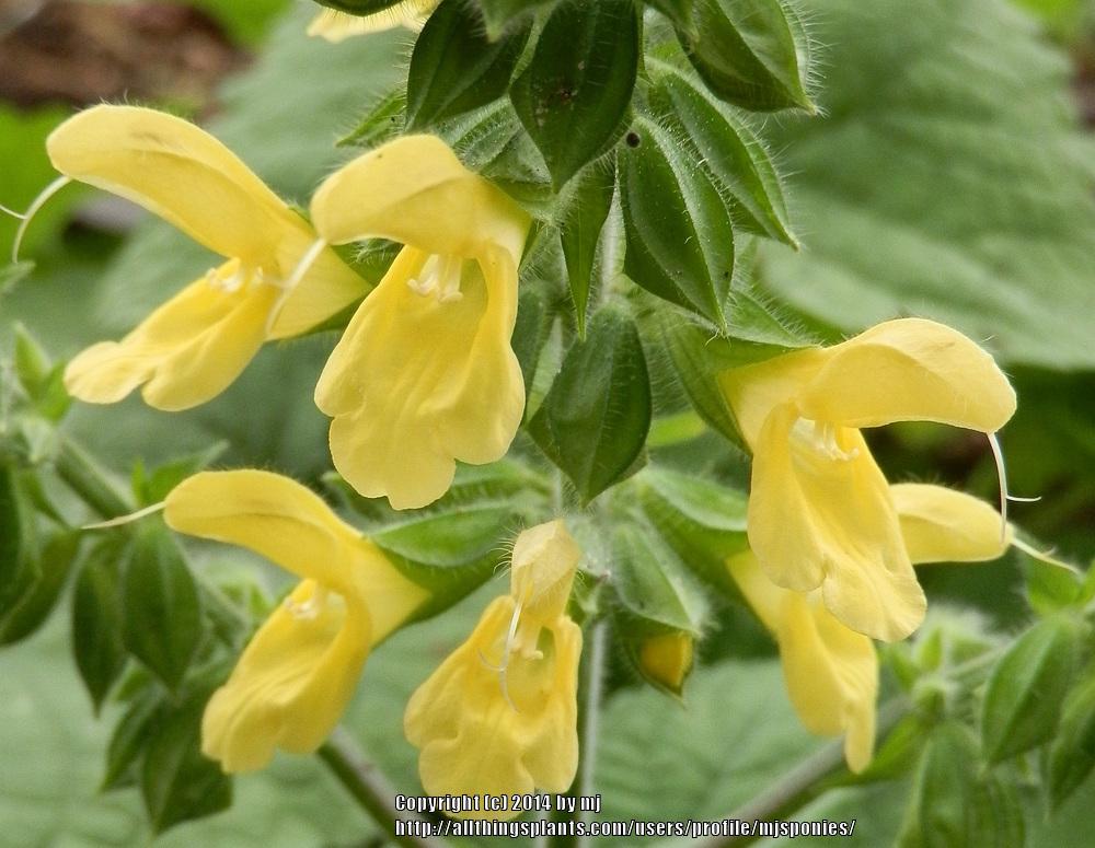 Photo of Japanese Yellow Sage (Salvia koyamae) uploaded by mjsponies
