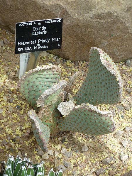 Photo of Beavertail Cactus (Opuntia basilaris) uploaded by robertduval14