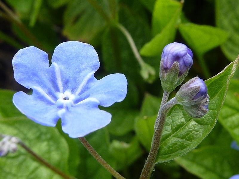 Photo of Creeping Forget-Me-Not (Omphalodes verna) uploaded by robertduval14