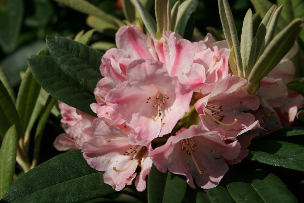Photo of Rhododendron 'Looking Glass' uploaded by Calif_Sue