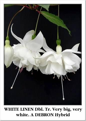 Photo of Fuchsia 'White Linen' uploaded by Calif_Sue