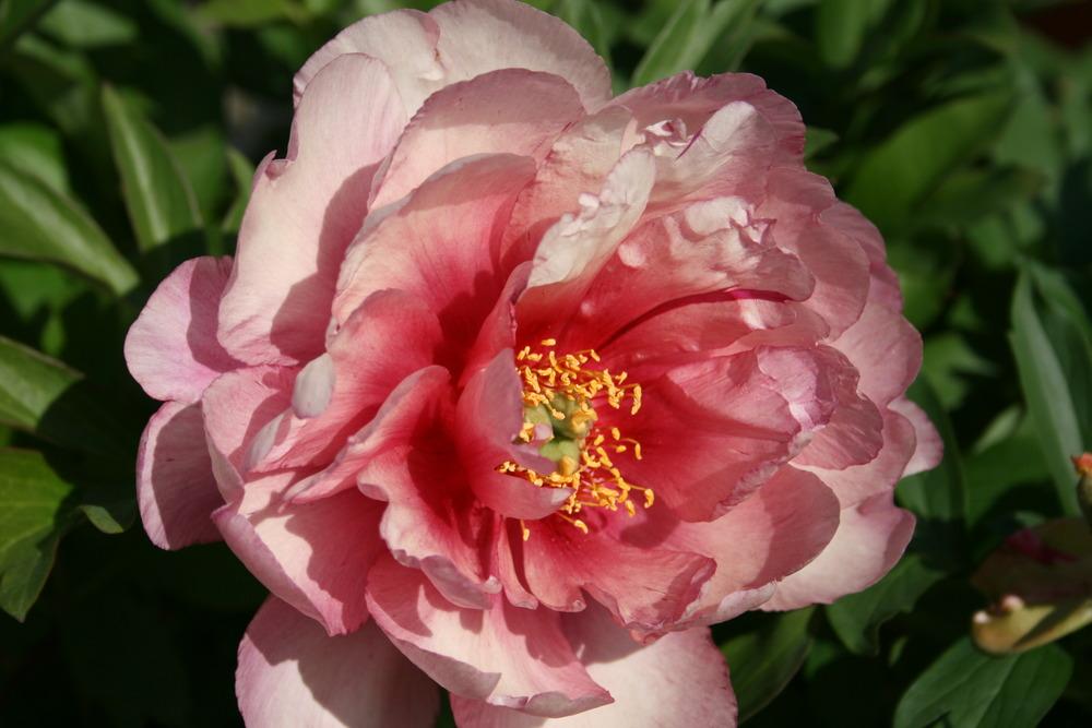Photo of Intersectional Peony (Paeonia Keiko™) uploaded by Calif_Sue