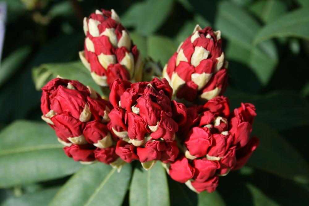 Photo of Rhododendron 'Trilby' uploaded by Calif_Sue