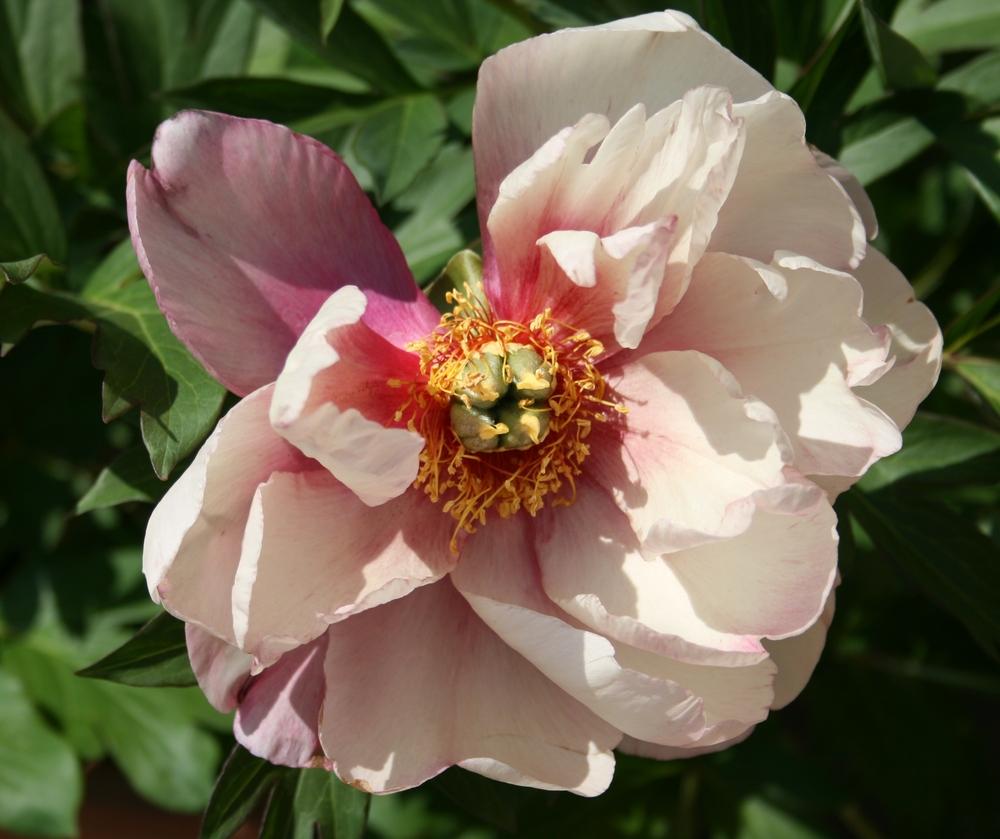 Photo of Intersectional Peony (Paeonia Keiko™) uploaded by Calif_Sue