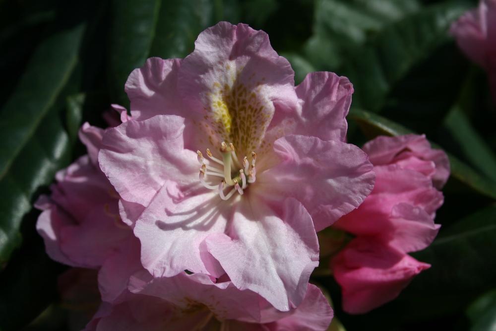 Photo of Dexter Rhododendron (Rhododendron 'Scintillation') uploaded by Calif_Sue