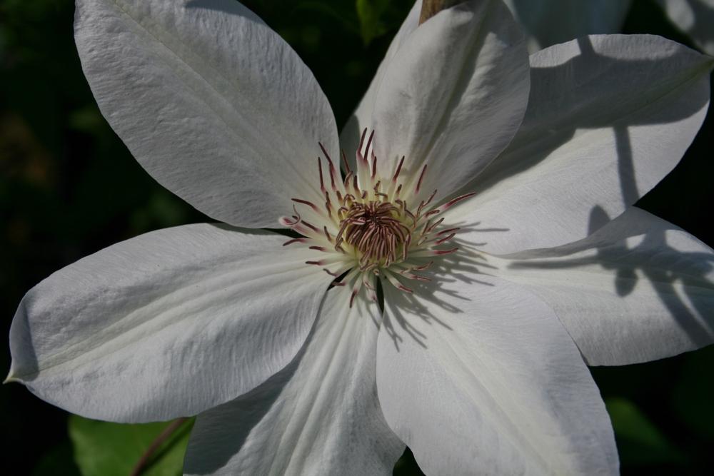 Photo of Clematis 'Henryi' uploaded by Calif_Sue