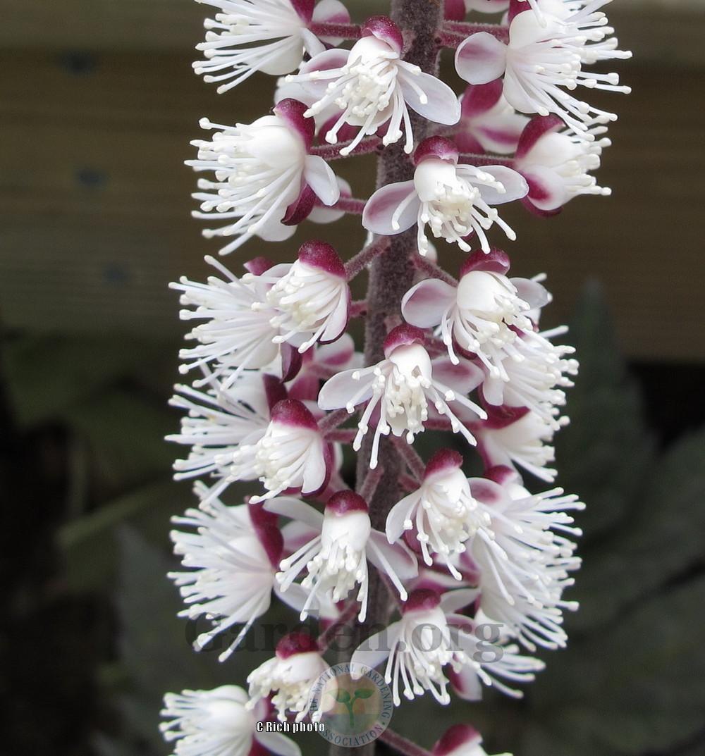 Photo of Branched Bugbane (Actaea simplex 'Pink Spike') uploaded by Char