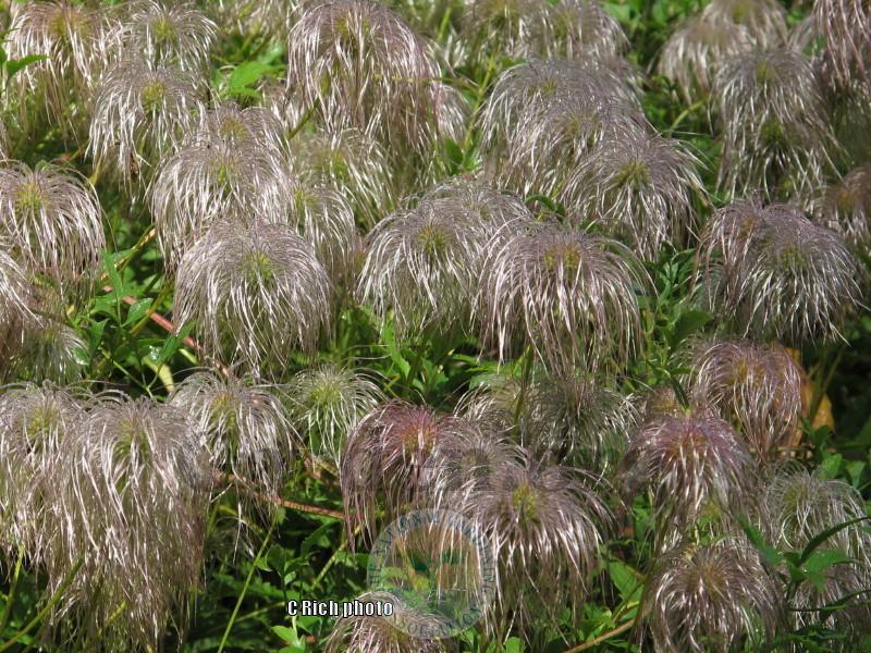 Photo of Clematis (Clematis tangutica) uploaded by Char
