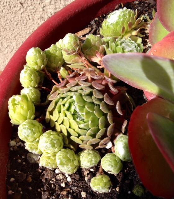 Photo of Hen and Chicks (Sempervivum 'Silver Cup') uploaded by Ecograndma