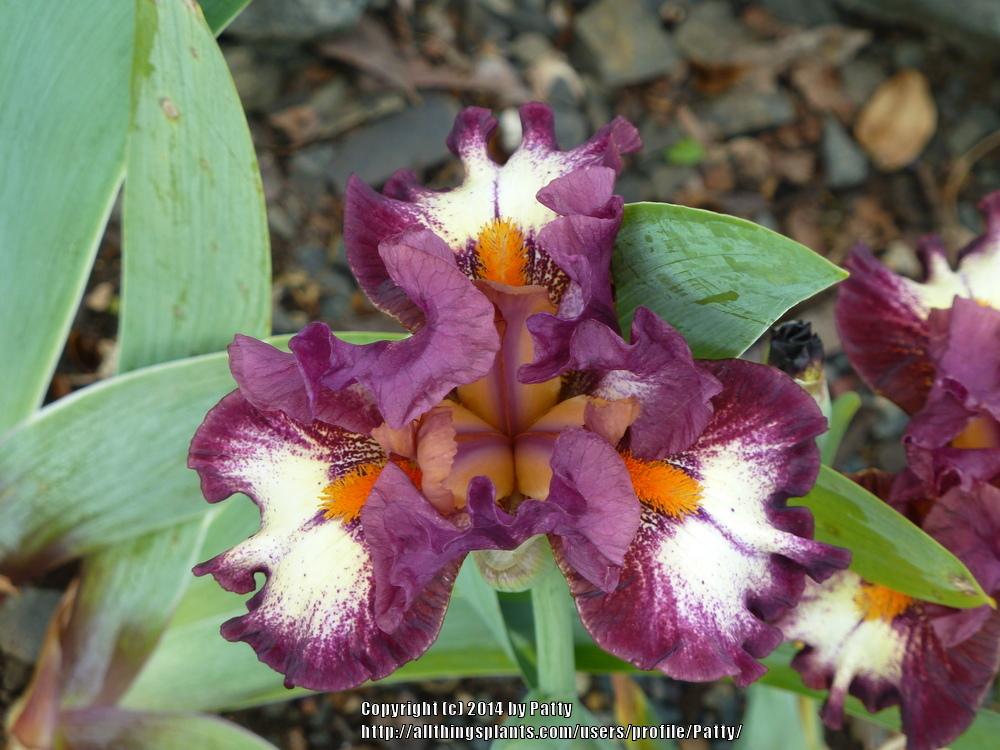 Photo of Intermediate Bearded Iris (Iris 'Calligrapher') uploaded by Patty