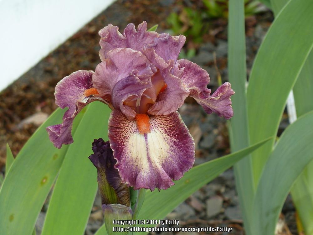 Photo of Intermediate Bearded Iris (Iris 'Cashmere Rose') uploaded by Patty