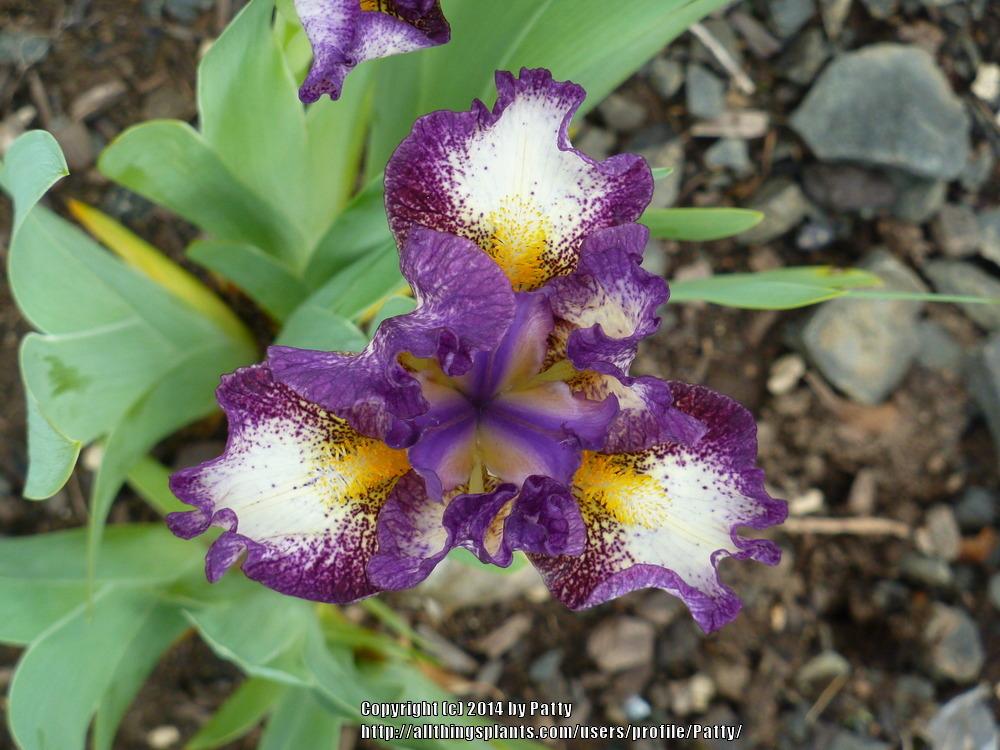 Photo of Standard Dwarf Bearded Iris (Iris 'Gift of Gab') uploaded by Patty