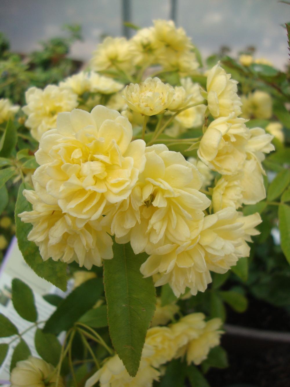 Photo of Lady Banks Yellow (Rosa banksiae 'Lutea') uploaded by Paul2032