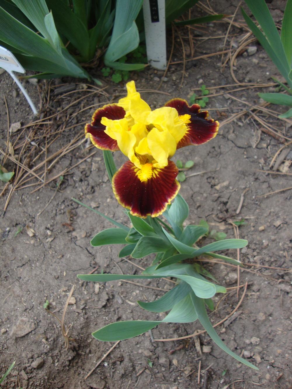 Photo of Standard Dwarf Bearded Iris (Iris 'Exclaim') uploaded by Paul2032