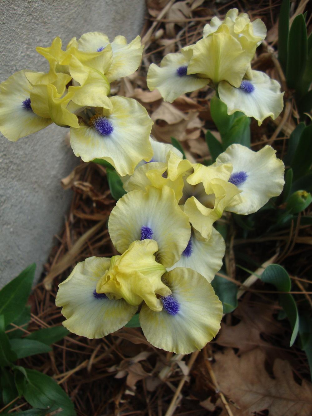 Photo of Standard Dwarf Bearded Iris (Iris 'Experiment') uploaded by Paul2032