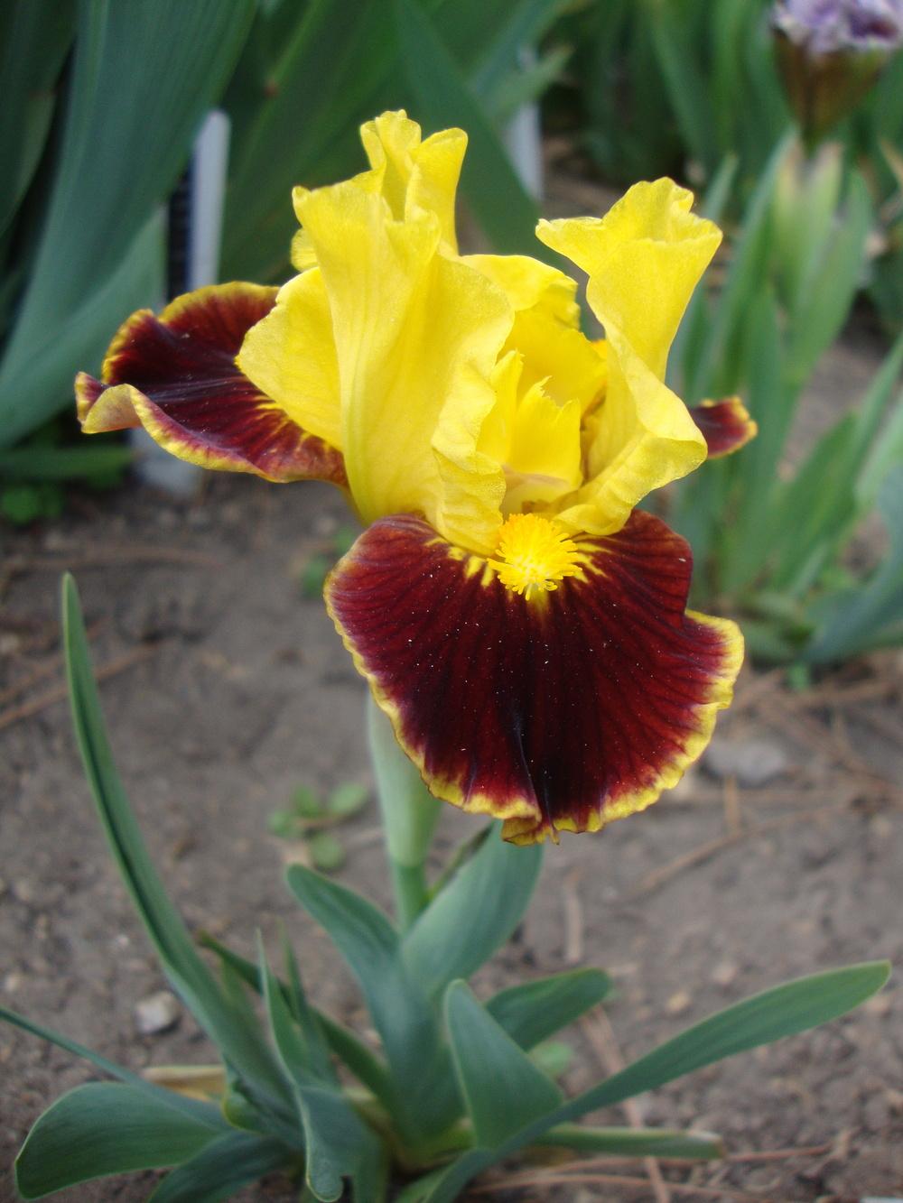 Photo of Standard Dwarf Bearded Iris (Iris 'Exclaim') uploaded by Paul2032