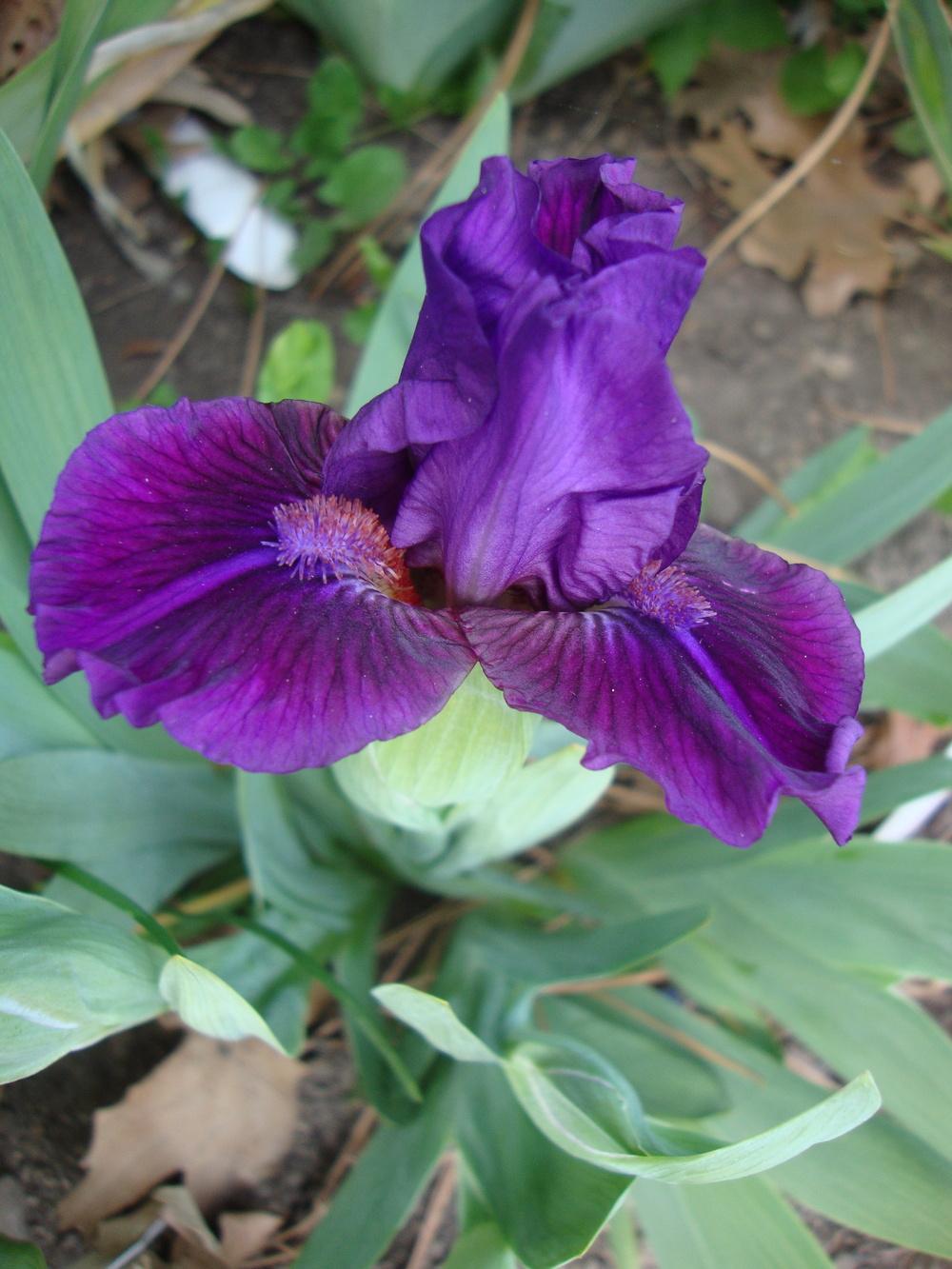 Photo of Standard Dwarf Bearded Iris (Iris 'Fidget') uploaded by Paul2032