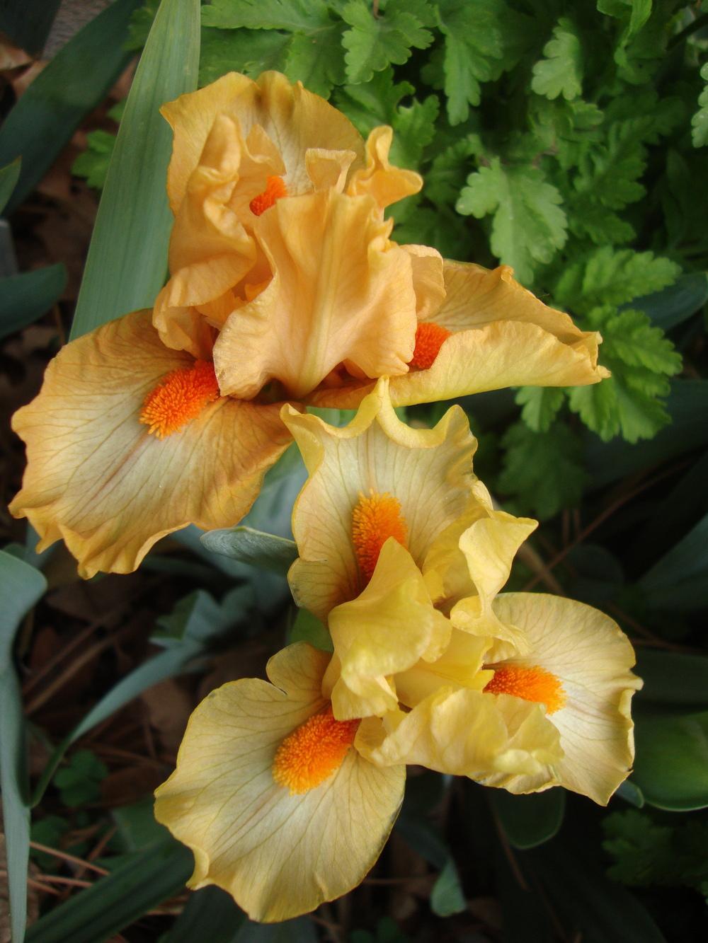 Photo of Standard Dwarf Bearded Iris (Iris 'Stroke of Brilliance') uploaded by Paul2032