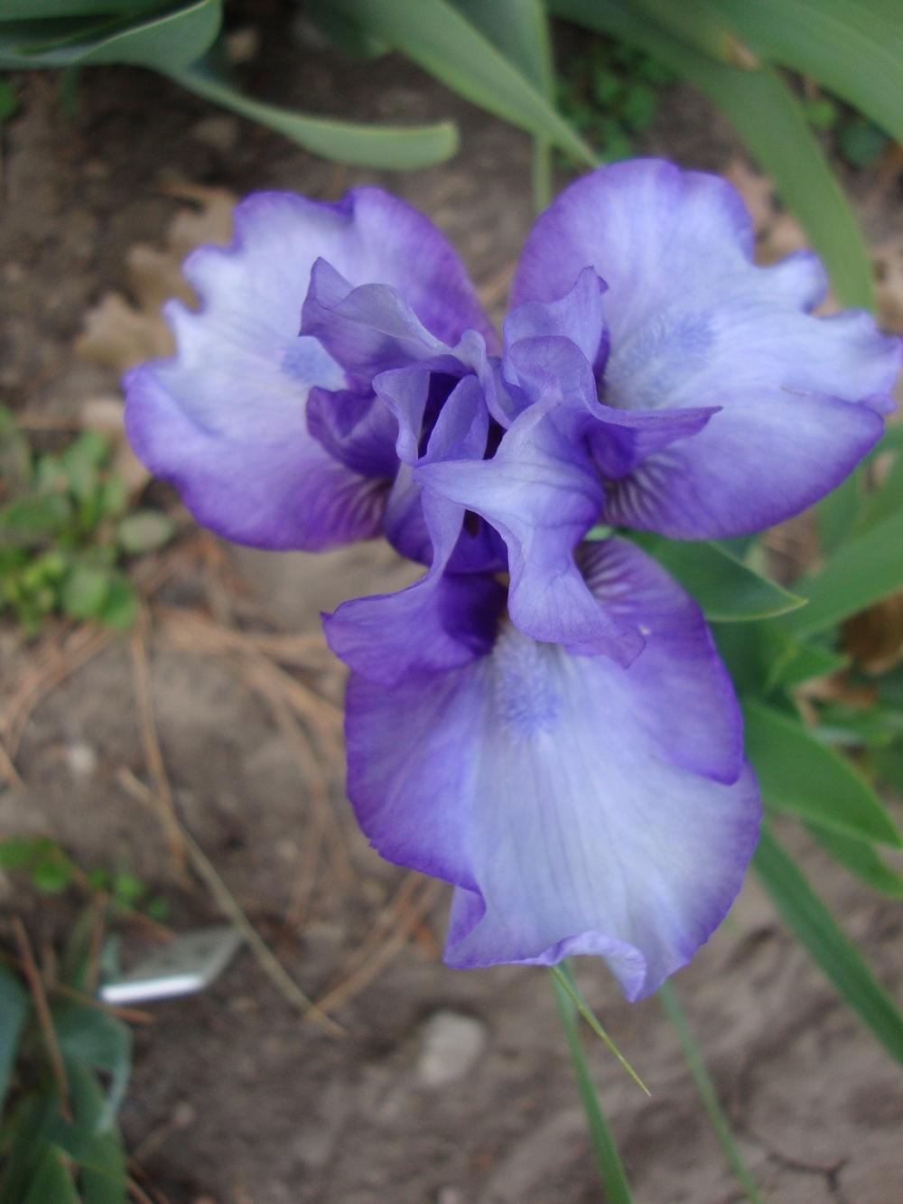 Photo of Standard Dwarf Bearded Iris (Iris 'Blend of Blue') uploaded by Paul2032