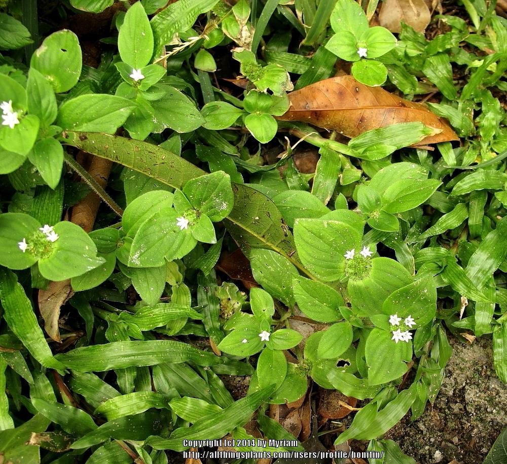 Photo of Tropical Mexican Clover (Richardia brasiliensis) uploaded by bonitin
