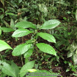 Location: Rainforest, Paraty, Brazil
Date: 2013-12-14
