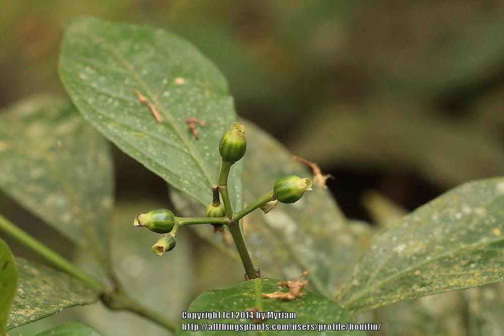 Photo of Psychotria uploaded by bonitin