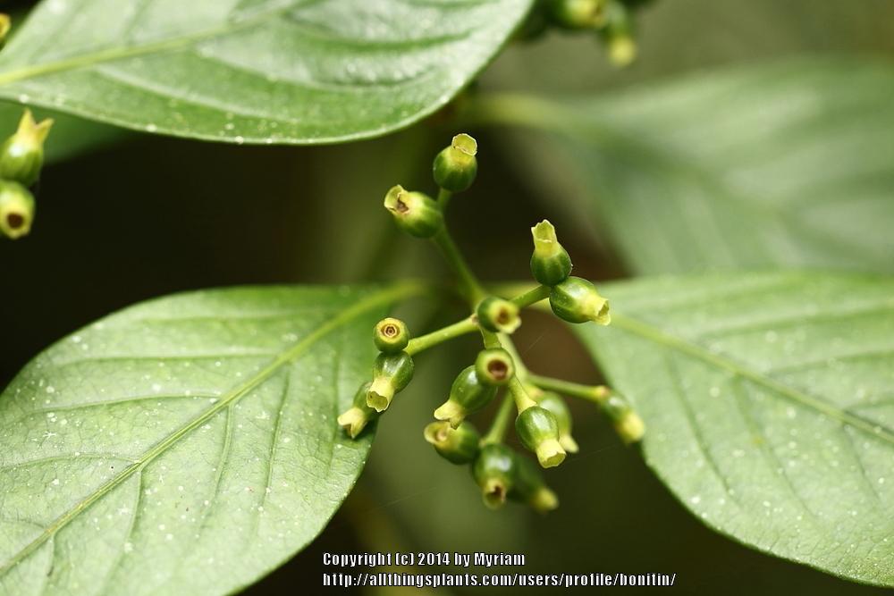 Photo of Psychotria uploaded by bonitin