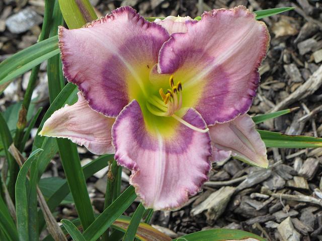 Photo of Daylily (Hemerocallis 'It's a Summertime Thing') uploaded by chalyse