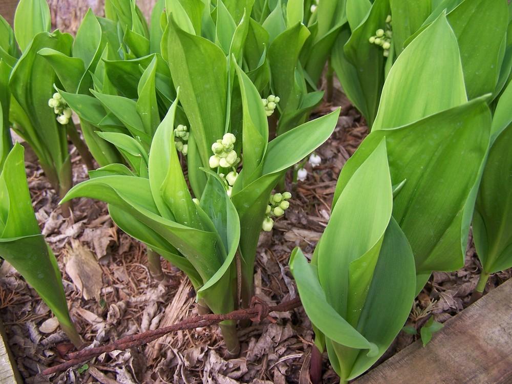 Photo of Lily Of The Valley (Convallaria majalis) uploaded by chickhill