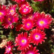 Delosperma 'Jewel of Desert Garnet' in full bloom after the worst
