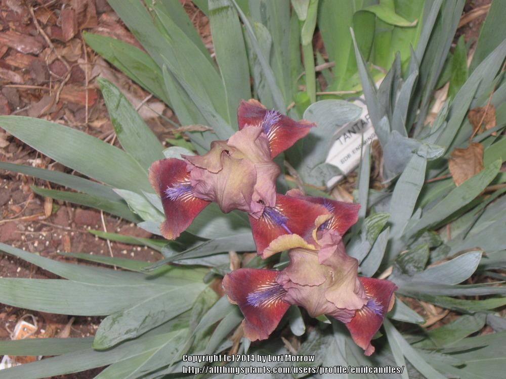 Photo of Standard Dwarf Bearded Iris (Iris 'Tantara') uploaded by enidcandles