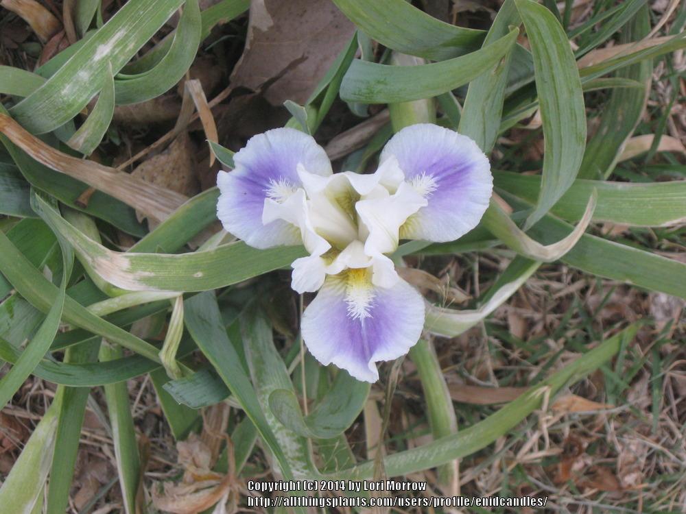 Photo of Standard Dwarf Bearded Iris (Iris 'Naumkeag') uploaded by enidcandles