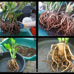 Location: At our garden - San Joaquin County, CA
Date: 18 Apr 2014
Rootball and close-up of roots and rhizome of ZZ plant