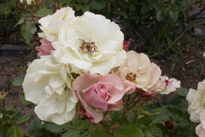 Photo of Rose (Rosa 'Greensleeves') uploaded by Calif_Sue