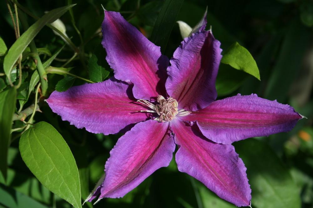 Photo of Clematis Anna-Louise™ uploaded by Calif_Sue