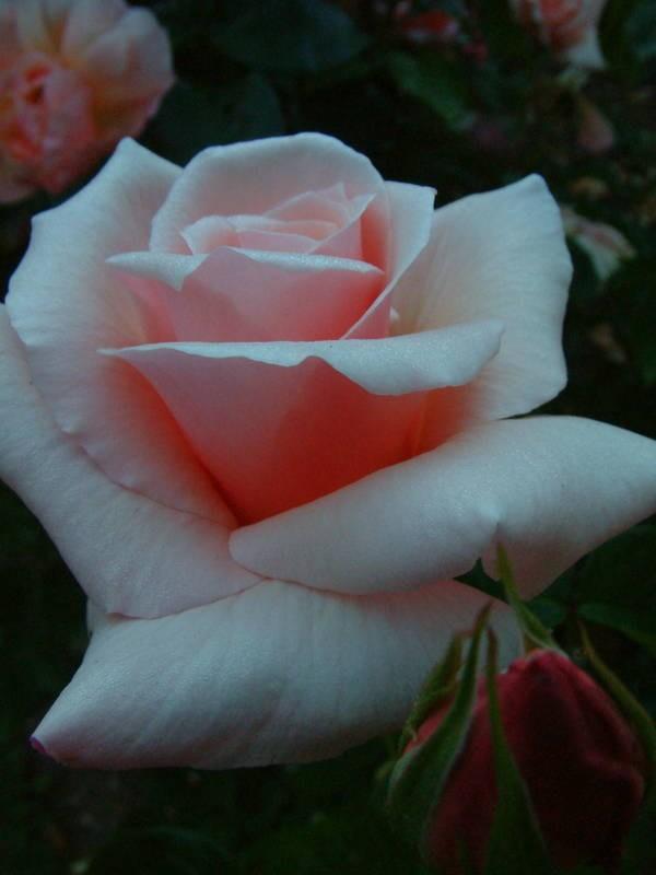 Photo of Rose (Rosa 'Fairy Dancers') uploaded by Calif_Sue