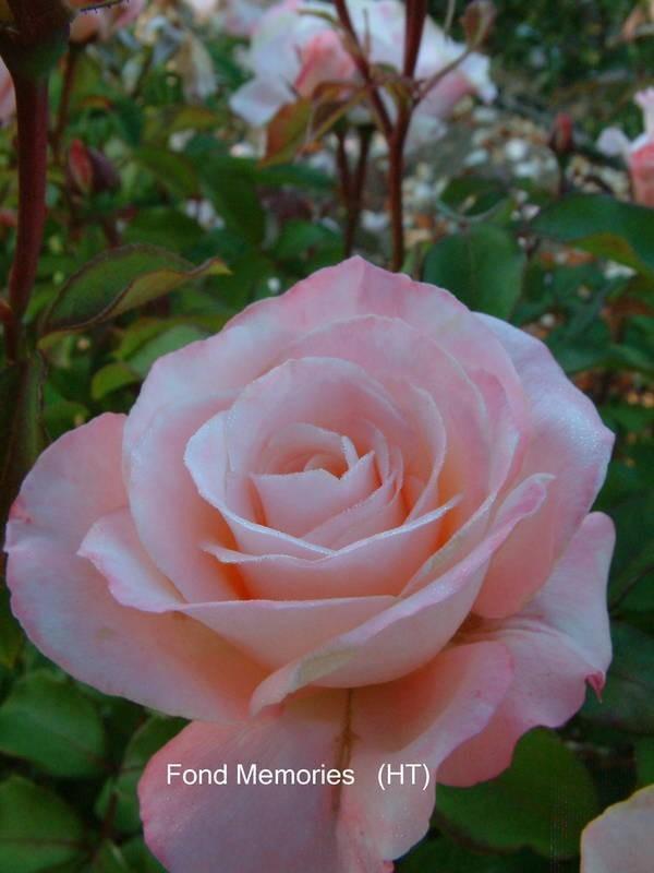 Photo of Rose (Rosa 'Fond Memories') uploaded by Calif_Sue
