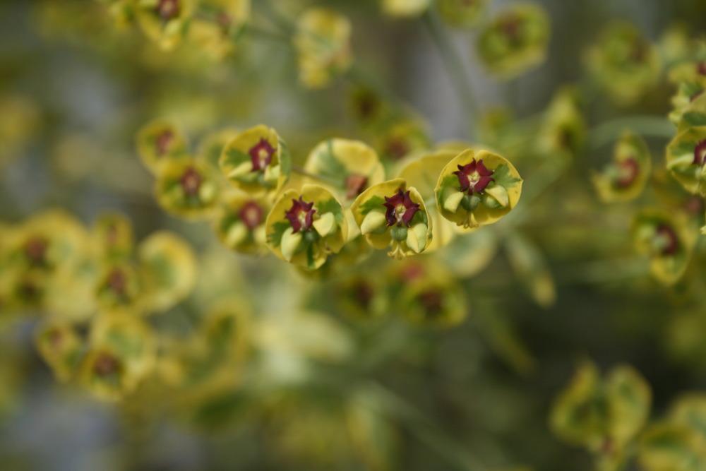 Photo of Euphorbia (Euphorbia x martini 'Ascot Rainbow') uploaded by Calif_Sue