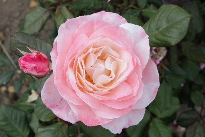 Photo of Rose (Rosa 'English Miss') uploaded by Calif_Sue