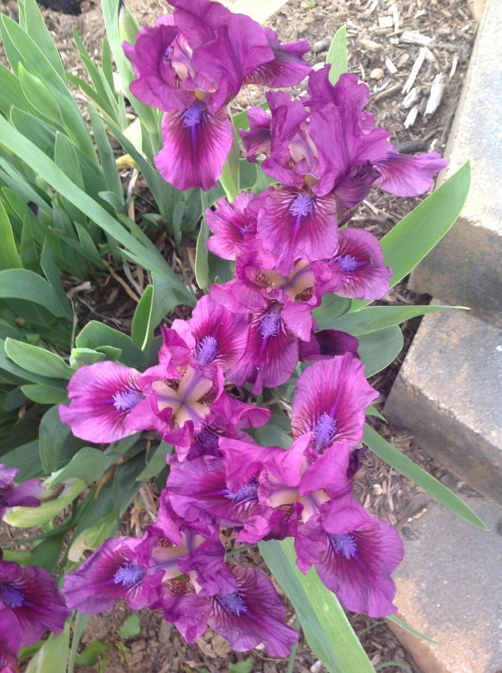 Photo of Standard Dwarf Bearded Iris (Iris 'Ruby Wings') uploaded by Lilydaydreamer