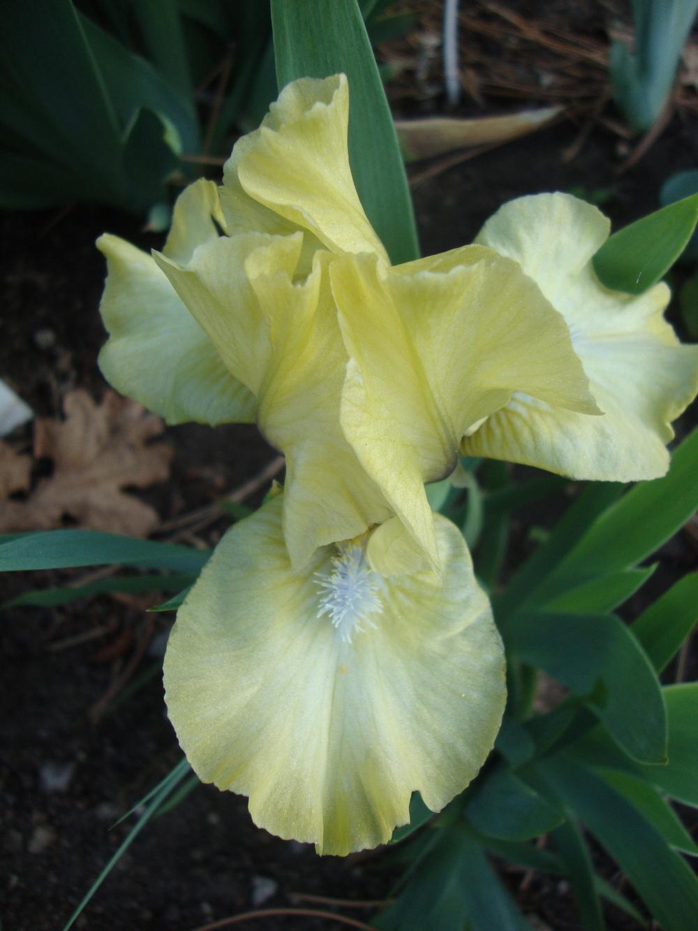 Photo of Standard Dwarf Bearded Iris (Iris 'Guacamole') uploaded by Paul2032
