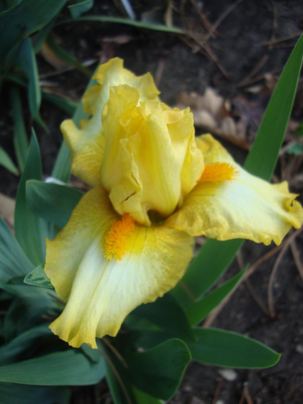 Photo of Standard Dwarf Bearded Iris (Iris 'Quarter Moon') uploaded by Paul2032