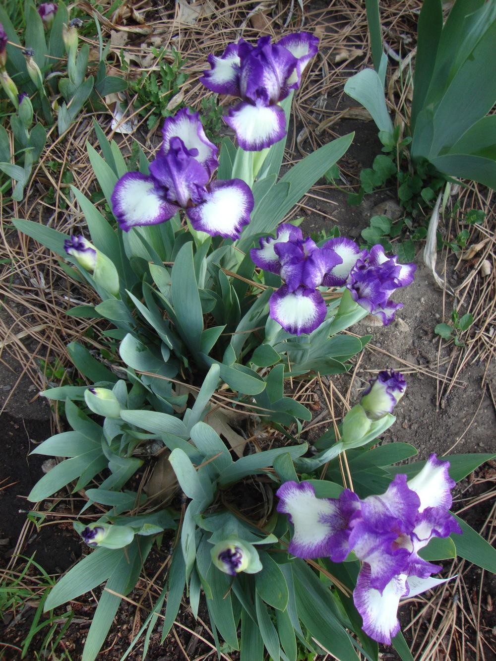 Photo of Standard Dwarf Bearded Iris (Iris 'Dark Rings') uploaded by Paul2032