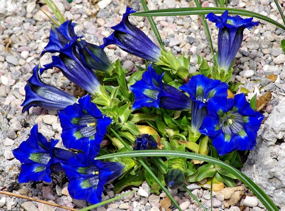 Photo of Gentiana angustifolia uploaded by dirtdorphins