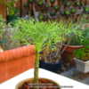 A very young Coreopsis gigantea