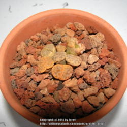 Location: Indoors - San Joaquin County, CA
Date: 2014-04-20
Newly acquired Lithops