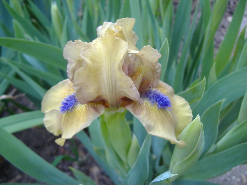Photo of Standard Dwarf Bearded Iris (Iris 'Aladdin's Flame') uploaded by tveguy3