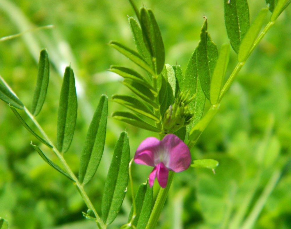 Photo of Common Vetch (Vicia sativa) uploaded by wildflowers