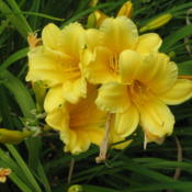 A clump of "Stella de Oro" blooms.