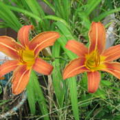 Common orange daylily "fulva"